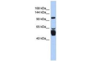 Image no. 1 for anti-Leucine Rich Repeat Containing 8 Family, Member B (LRRC8B) (AA 143-192) antibody (ABIN6743445) (LRRC8B 抗体  (AA 143-192))