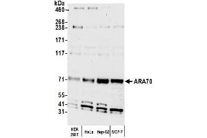anti-Nuclear Receptor Coactivator 4 (NCOA4) (AA 564-614) antibody