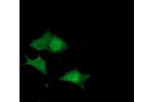 Anti-DUPD1 mouse monoclonal antibody (ABIN2452963) immunofluorescent staining of COS7 cells transiently transfected by pCMV6-ENTRY DUPD1 (RC214361). (DUPD1 抗体)