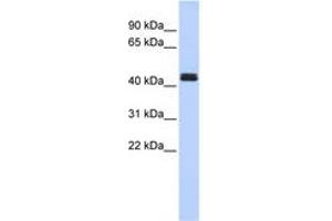 Image no. 1 for anti-TNF Receptor-Associated Factor 1 (TRAF1) (C-Term) antibody (ABIN6744361) (TRAF1 抗体  (C-Term))