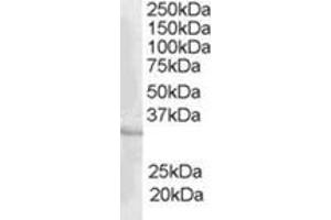 Image no. 1 for anti-CAMP Responsive Element Modulator (CREM) (C-Term) antibody (ABIN374482) (CREM 抗体  (C-Term))