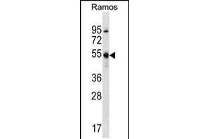 Western blot analysis in Ramos cell line lysates (35ug/lane). (Forkhead Box J2 抗体  (N-Term))