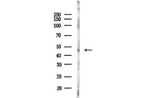 anti-Hypocretin (Orexin) Receptor 1 (HCRTR1) (C-Term) antibody
