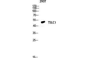 Western Blot (WB) analysis of 293T lysis using TSLC1 antibody. (CADM1 抗体  (C-Term))
