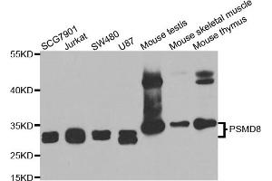 Western blot analysis of extracts of various cell lines, using PSMD8 antibody. (PSMD8 抗体)