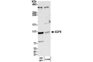 anti-E2F Transcription Factor 8 (E2F8) (AA 817-867) antibody