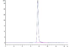 The purity of Cynomolgus ICAM-1 is greater than 95 % as determined by SEC-HPLC.