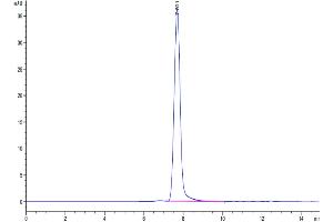 The purity of Cynomolgus ICAM-1 is greater than 95 % as determined by SEC-HPLC. (ICAM1 Protein (AA 28-480) (His tag))