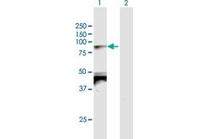 Western Blot analysis of TBX2 expression in transfected 293T cell line by TBX2 MaxPab polyclonal antibody. (TBX2 抗体  (AA 1-702))