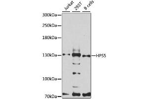 Western blot analysis of extracts of various cell lines, using HPS5 antibody (ABIN6293266) at 1:3000 dilution. (HPS5 抗体)