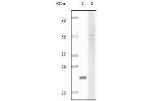 Western blot analysis using fibulin5 mouse mAb against truncated fibulin5 recombinant protein (1) and Hela cell lysate (2). (Fibulin 5 抗体)