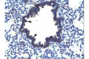 Image no. 1 for anti-Carbohydrate (N-Acetylglucosamine 6-O) Sulfotransferase 4 (CHST4) (AA 156-205) antibody (ABIN202397) (CHST4 抗体  (AA 156-205))