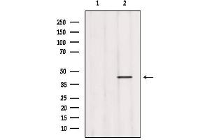 Western blot analysis of extracts from 293, using GHSR Antibody.