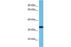 Host:  Mouse  Target Name:  USF1  Sample Tissue:  Mouse Testis  Antibody Dilution:  1ug/ml (USF1 抗体  (Middle Region))