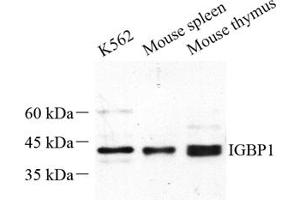 Western blot analysis of IGBP1 (ABIN7074276) at dilution of 1: 500 (IGBP1 抗体)