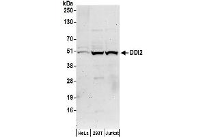 anti-DNA-Damage Inducible 1 Homolog 2 (DDI2) (AA 335-385) antibody