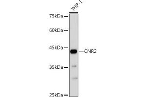 Western blot analysis of extracts of THP-1 cells, using CNR2 antibody (ABIN6133637, ABIN6138796, ABIN6138797 and ABIN6218862) at 1:1000 dilution. (CNR2 抗体  (AA 1-100))