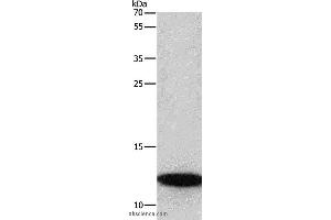 Western blot analysis of A172 cell, using BRK1 Polyclonal Antibody at dilution of 1:350