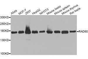 Western blot analysis of extracts of various cell lines, using RAD50 antibody. (RAD50 抗体  (AA 1-100))