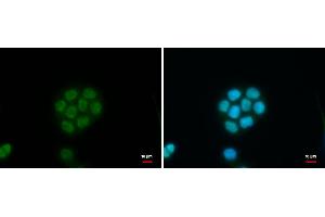 ICC/IF Image C11orf54 antibody detects C11orf54 protein at nucleus by immunofluorescent analysis. (C11orf54 抗体)