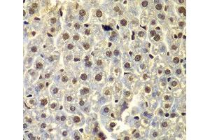 Immunohistochemistry of paraffin-embedded Mouse liver using SSX5 Polyclonal Antibody at dilution of 1:100 (40x lens). (SSX5 抗体)