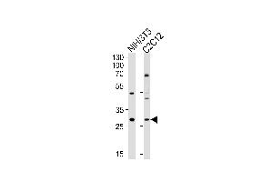 Western blot analysis of lysates from mouse NIH/3T3, C2C12 cell line (from left to right), using Mouse Hoxc9 Antibody at 1:1000 at each lane.