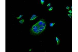 Immunofluorescence (IF) image for anti-CD274 (PD-L1) (AA 19-238) antibody (ABIN7164674)