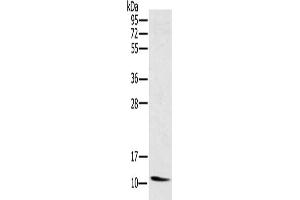 Gel: 10 % SDS-PAGE, Lysate: 40 μg, Lane: Mouse heart tissue, Primary antibody: ABIN7130367(NDUFA3 Antibody) at dilution 1/250, Secondary antibody: Goat anti rabbit IgG at 1/8000 dilution, Exposure time: 4 minutes (NDUFA3 抗体)