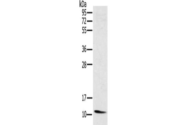 NDUFA3 anticorps
