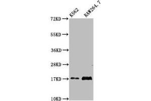 Western Blot Positive WB detected in: K562 whole cell lysate, RAW264. (VAMP4 抗体  (AA 1-115))