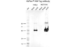 AM-Tag antibody (rAb) tested by Western Blot. (Recombinant H2AFV 抗体)
