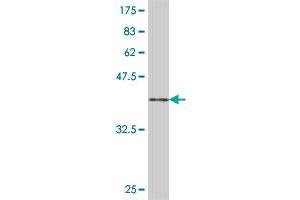 Western Blot detection against Immunogen (36. (GRSF1 抗体  (AA 87-184))