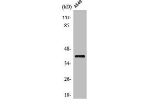 Western Blot analysis of A549 cells using Oct-6 Polyclonal Antibody (POU3F1 抗体  (C-Term))