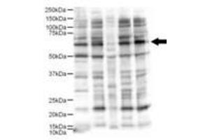 Image no. 1 for anti-Ajuba LIM Protein (AJUBA) (AA 224-239) antibody (ABIN199954) (AJUBA 抗体  (AA 224-239))