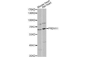 Western blot analysis of extracts of various cell lines, using PRDM11 antibody (ABIN6290764) at 1:1000 dilution. (PRDM11 抗体)