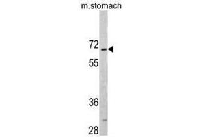 Image no. 1 for anti-CAMP Responsive Element Binding Protein 3-Like 1 (CREB3L1) (AA 488-517), (C-Term) antibody (ABIN452874) (CREB3L1 抗体  (C-Term))