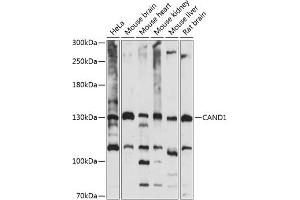 Western blot analysis of extracts of various cell lines, using C antibody (ABIN7266546) at 1:1000 dilution. (CAND1 抗体  (AA 750-980))