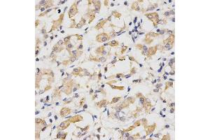 Immunohistochemistry of paraffin-embedded human stomach using CDC20 antibody at dilution of 1:200 (x400 lens) (CDC20 抗体  (AA 1-270))