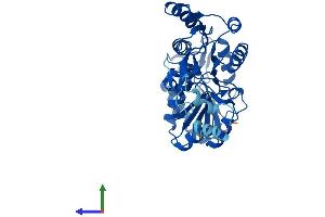 AlphaFold protein structure predicition of Human Recombinant ALDH3B2 Protein, UniprotID P48448