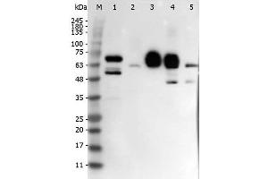 Western Blot of Rabbit anti-DELTA-4 antibody. (DLL4 抗体  (Internal Region))