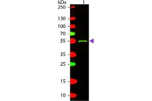 Western blot of Texas conjugated Rabbit Anti-Mouse IgG2a (Gamma 2a chain) secondary antibody.