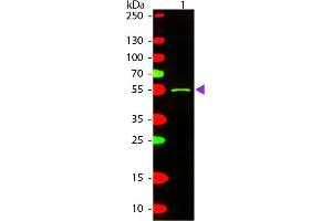 Western blot of Texas conjugated Rabbit Anti-Mouse IgG2a (Gamma 2a chain) secondary antibody. (兔 anti-小鼠 IgG2a (Heavy Chain) Antibody (Texas Red (TR)) - Preadsorbed)