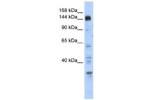 WB Suggested Anti-PER2 Antibody Titration:  0. (PER2 抗体  (Middle Region))