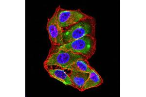 Immunofluorescence (IF) image for anti-Tumor Necrosis Factor (Ligand) Superfamily, Member 11 (TNFSF11) (AA 74-308) antibody (ABIN5611143)