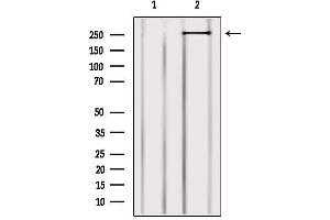 Western blot analysis of extracts from 3t3, using MYO9B Antibody. (MYO9B 抗体  (N-Term))