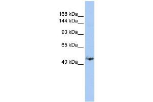 WB Suggested Anti-GREB1 Antibody Titration:  0. (GREB1 抗体  (Middle Region))