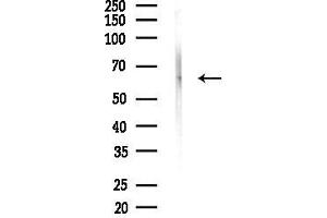 anti-Growth Factor Receptor-Bound Protein 14 (GRB14) (Internal Region) antibody