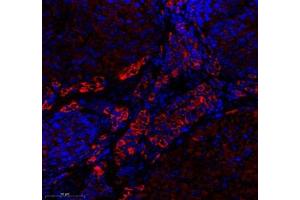 Immunofluorescence of paraffin embedded mouse ovary using EMCN (ABIN7073818) at dilution of 1: 600 (350x lens) (Endomucin 抗体)