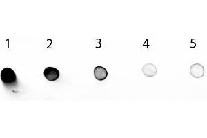 Dot Blot of Mouse IgG2b Antibody Alkaline Phosphatase Conjugated Pre-absorbed. (山羊 anti-小鼠 IgG2b (Heavy Chain) Antibody (Alkaline Phosphatase (AP)) - Preadsorbed)