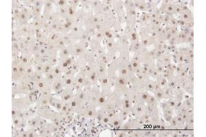 Immunoperoxidase of monoclonal antibody to ELAVL1 on formalin-fixed paraffin-embedded human liver. (ELAVL1 抗体  (AA 1-100))